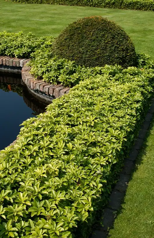 Pachysandra terminalis ‘Green Carpet‘, 6-pack | Spara nu