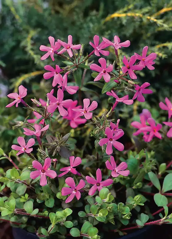Phlox stolonifera ‘Home Fires‘, 6-pack | Prisnedsättning