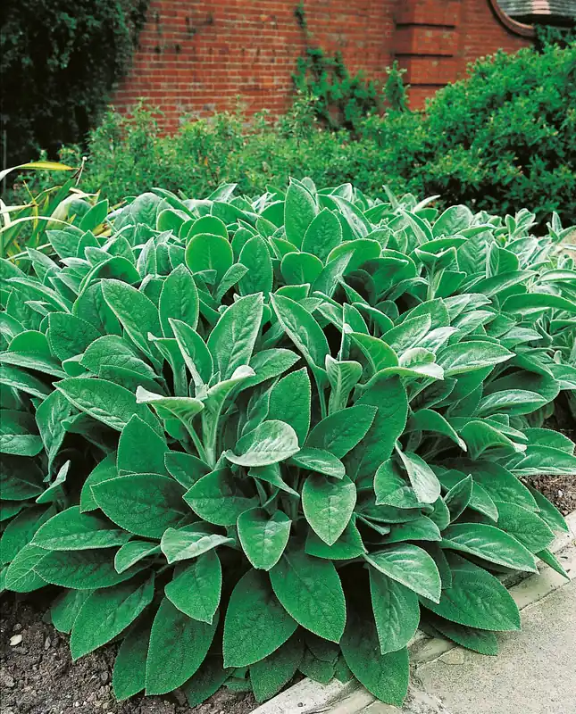 Utförsäljning | Stachys byzantina ‘Big Ears‘, 6-pack