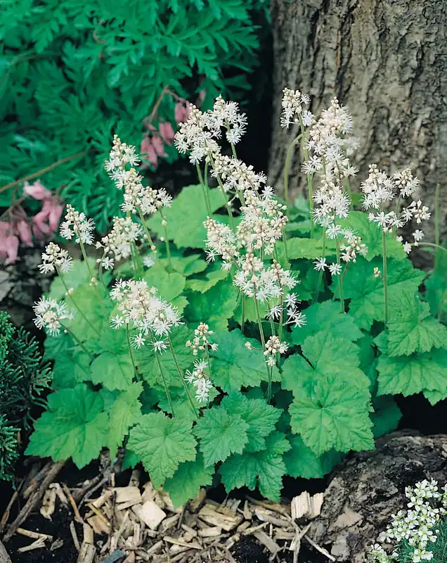 Finns tillgänglig - Tiarella cordifolia ‘Moorgr?n‘, 15-pack