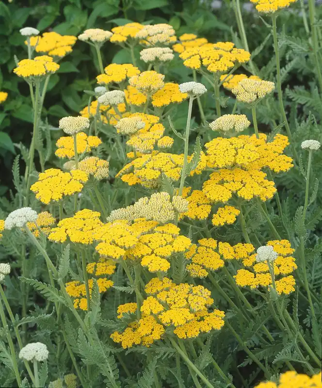Missa inte erbjudandet | Achillea ‘Coronation Gold‘, 6-pack