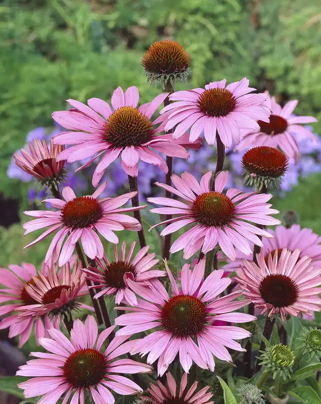 Echinacea purpurea ‘Magnus‘, 6-pack - Nytt i sortimentet