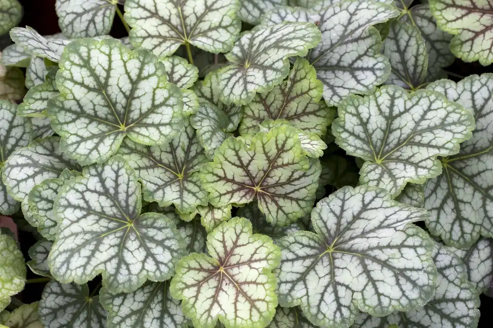 Mycket uppskattad | Heuchera ‘Green Spice‘, 3-pack