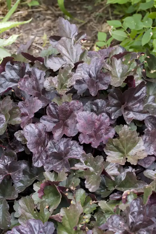 Snabb leverans - Heuchera ‘Obsidian‘, 6-pack