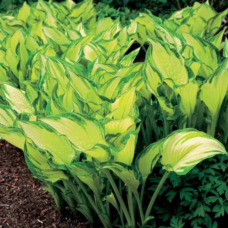 Finns i lager - Hosta fortunei ‘Albopicta‘, 6-pack