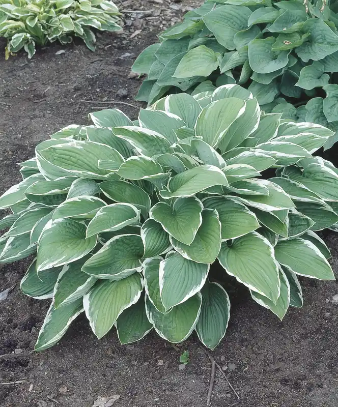 Finns nu - Hosta fortunei ‘Francee‘, 6-pack