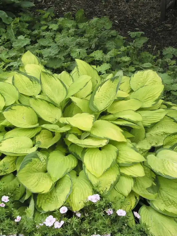 Endast ett fåtal kvar - Hosta fortunei ‘Gold Standard‘, 3-pack