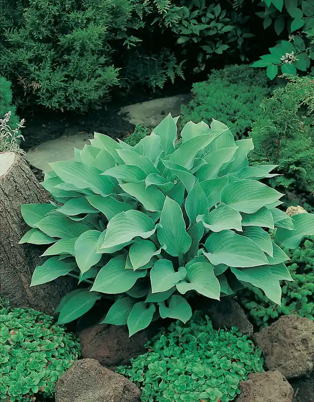 Hosta ‘Krossa Regal‘, 6-pack - Mycket uppskattad