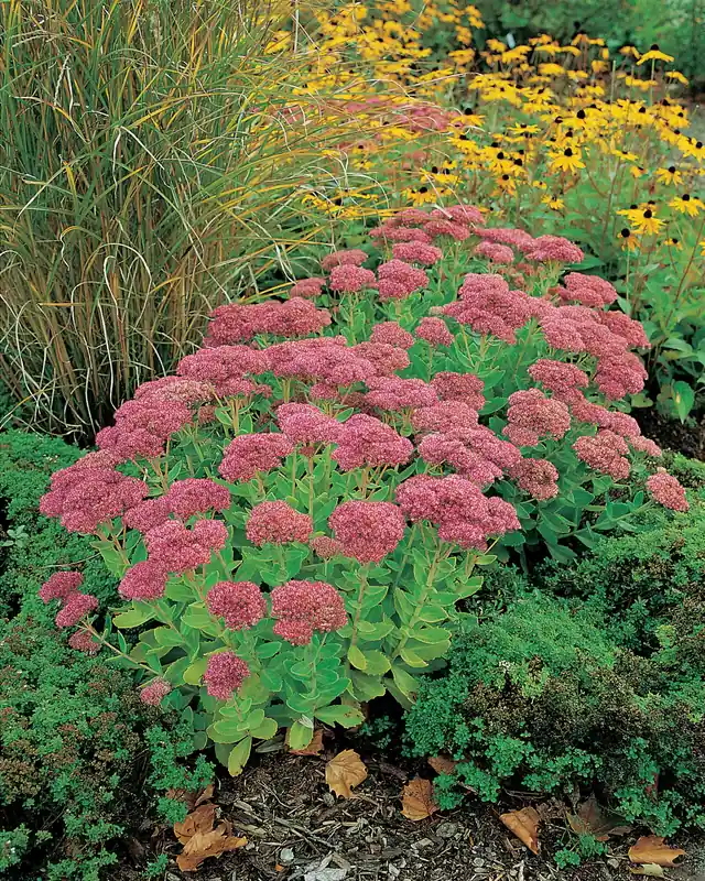 Skynda dig | Hylotelephium ‘Herbstfreude‘, 6-pack