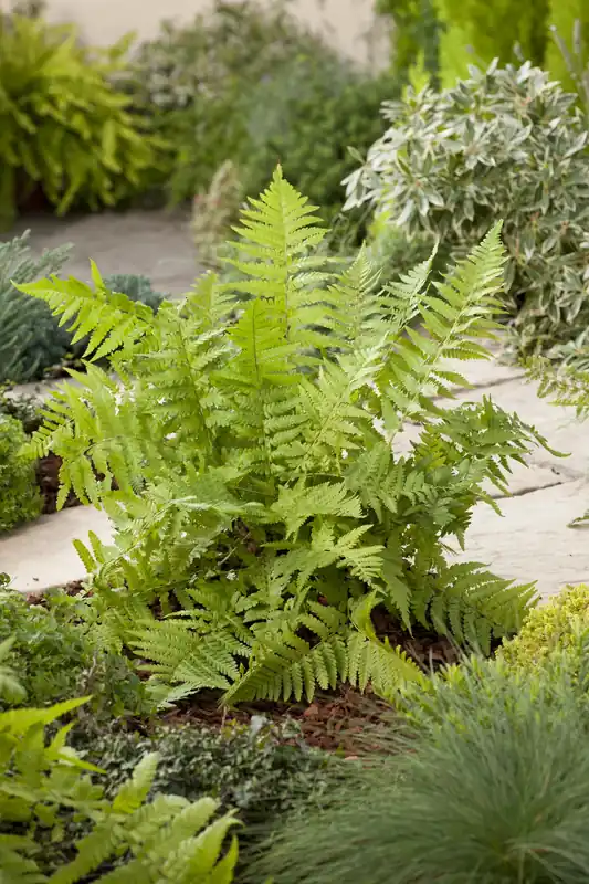 Dryopteris filix-mas, 3-pack | Nästan slut