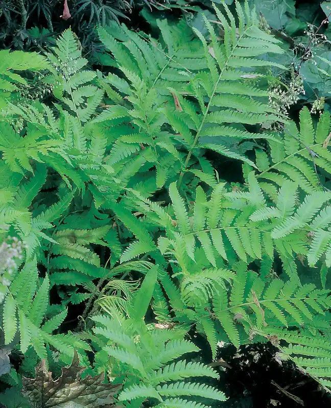 Matteuccia orientalis, 6-pack - Topprodukt