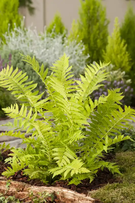 Expressleverans - Matteuccia struthiopteris, 3-pack