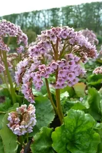 Populärt just nu | Bergenia cordifolia ‘M?ja‘, 3-pack