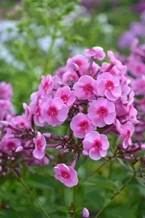 Fabrikspris | Phlox paniculata ‘Morfar Albert‘, 6-pack