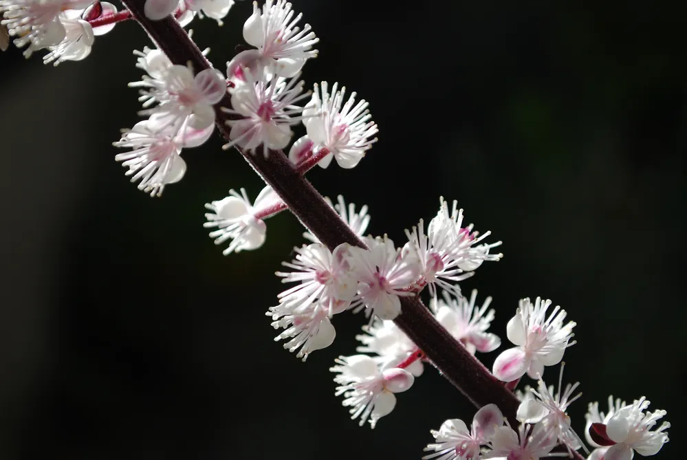 Finns att beställa | Actaea simplex ‘Brunette‘, 2L, 10-pack