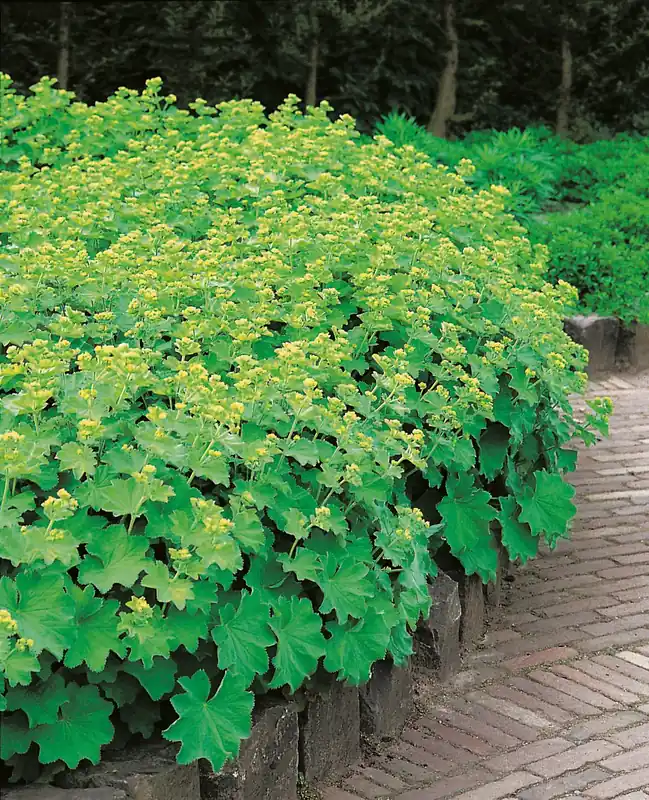 Alchemilla mollis, 2L, 2-pack | Favorit