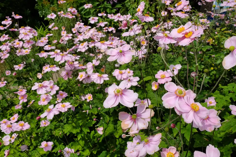 Anemone tomentosa ‘Robustissima‘, 2L, 1-pack | Sista dagarna