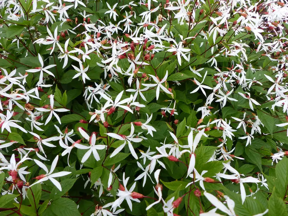 Gillenia trifoliata, 2L, 1-pack - Handla nu