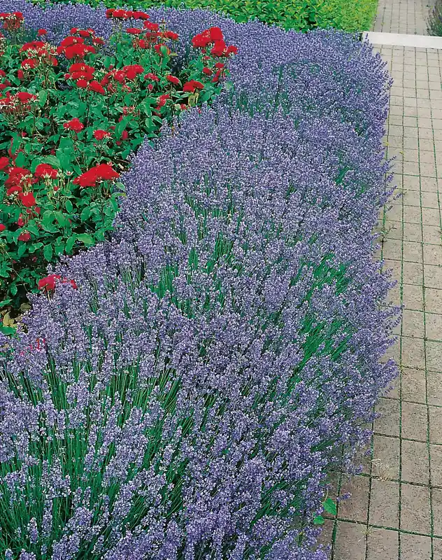 Lavandula angustifolia ‘Hidcote‘, 2L, 1-pack | Riktigt fynd