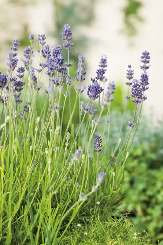Efterfrågad - Lavandula angustifolia ‘Munstead‘, 2L, 10-pack