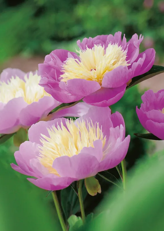 Skaffa nu - Paeonia lactiflora ‘Bowl of Beauty‘, 2L, 4-pack