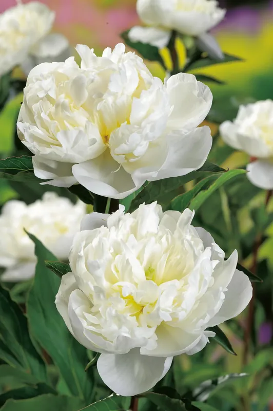 Paeonia lactiflora ‘Duchesse de Nemours, 2L, 1-pack - Bästa pris