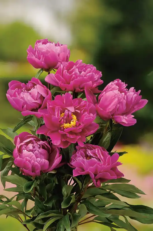 Paeonia lactiflora ‘Karl Rosenfield‘, 2L, 1-pack | Rabatter
