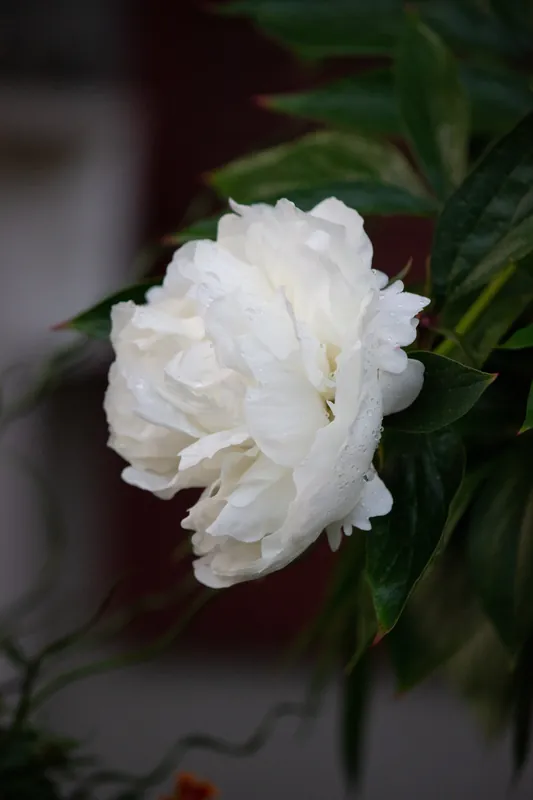 Kampanjpris | Paeonia lactiflora ‘Shirley Temple‘, 2L, 8-pack