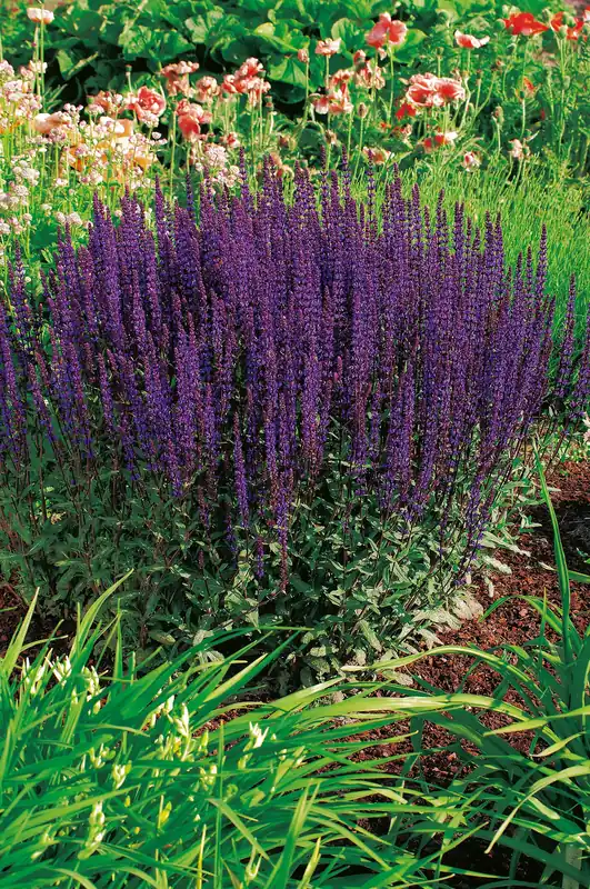 Köp idag | Salvia nemorosa ‘Caradonna‘, 2L, 4-pack