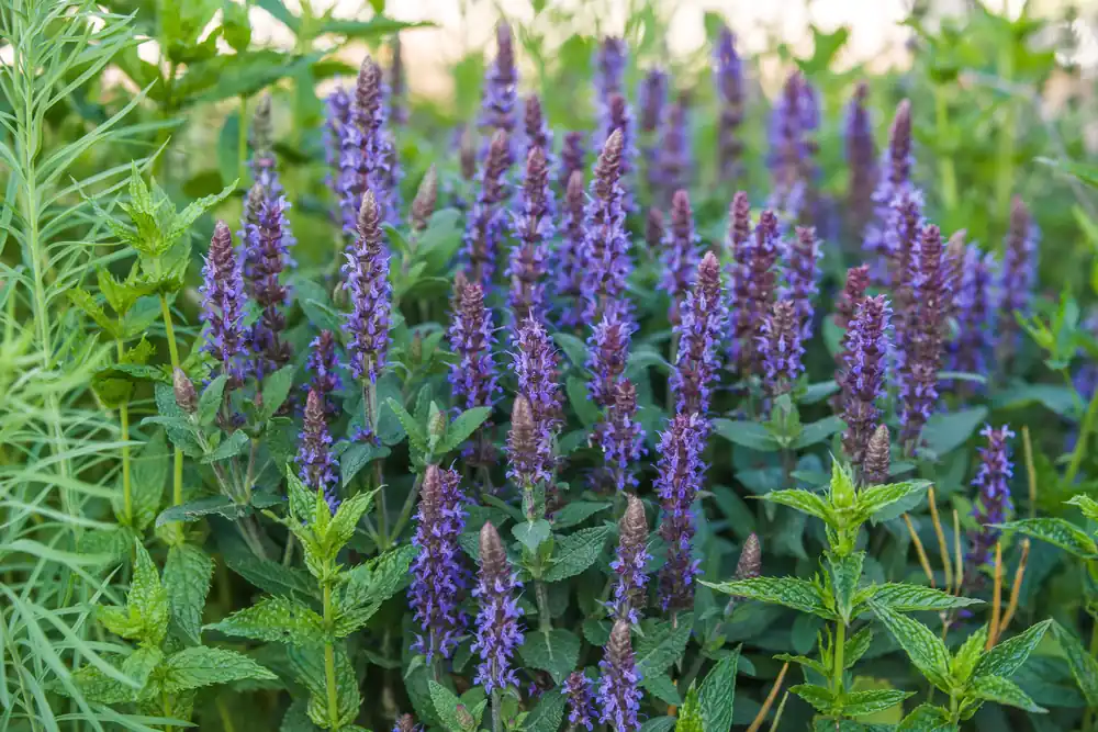 Sänkt pris - Salvia nemorosa ‘Ostfriesland‘, 2L, 2-pack