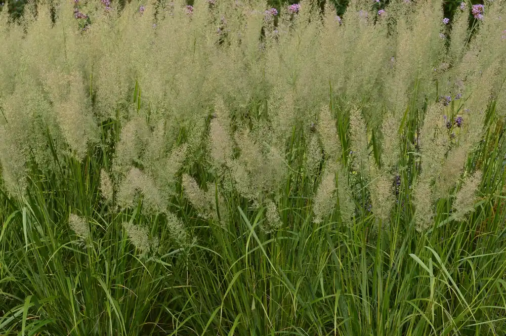 Calamagrostis brachytricha, 2L, 4-pack - Outlet