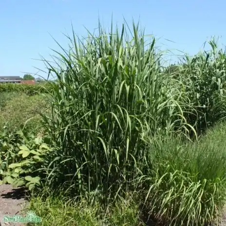 Miscanthus ‘Giganteus‘, 2L, 1-pack - Rabatt