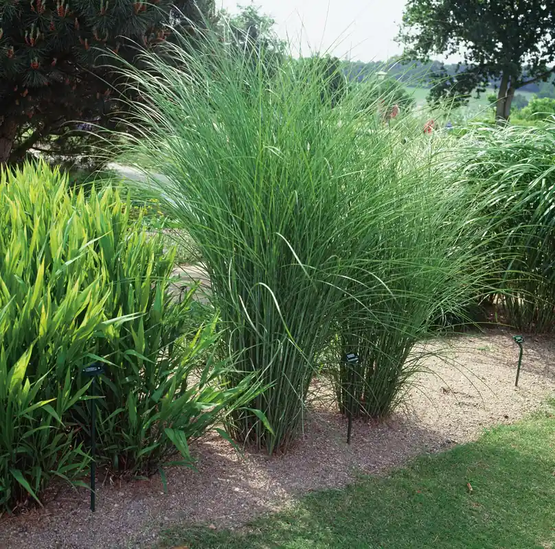 Miscanthus sinensis ‘Gracillimus‘, 2L, 4-pack - Tryggt köp