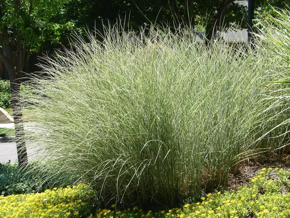 Miscanthus sinensis ‘Morning Light‘, 2L, 2-pack - Topprodukt