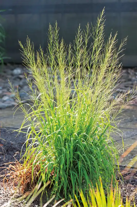 Bästsäljare | Molinia arundinacea ‘Transparent‘, 2L, 1-pack