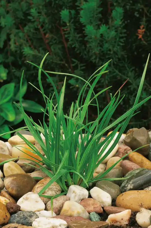 Sesleria heufleriana, 6-pack | Expressfrakt