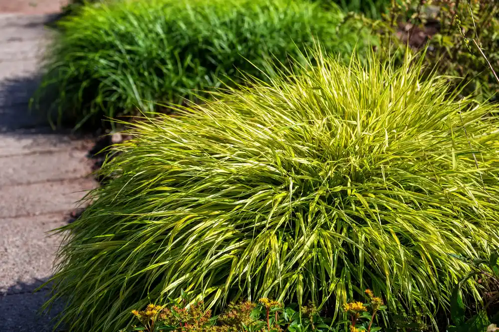 Hakonechloa macra ‘Aureola‘, 2L, 10-pack - Lägg i varukorg