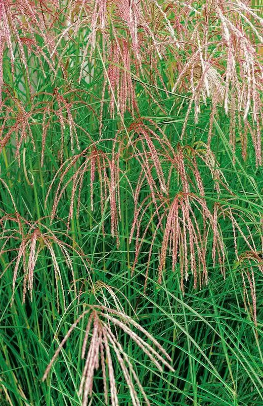 Miscanthus sinensis ‘Flamingo‘, 2L, 1-pack - Missa inte erbjudandet