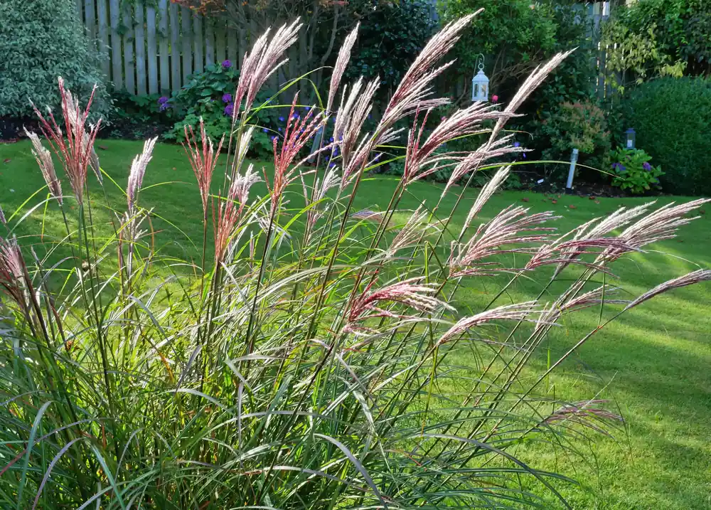 Spara mer | Miscanthus sinensis ‘Red Chief‘, 2L, 10-pack