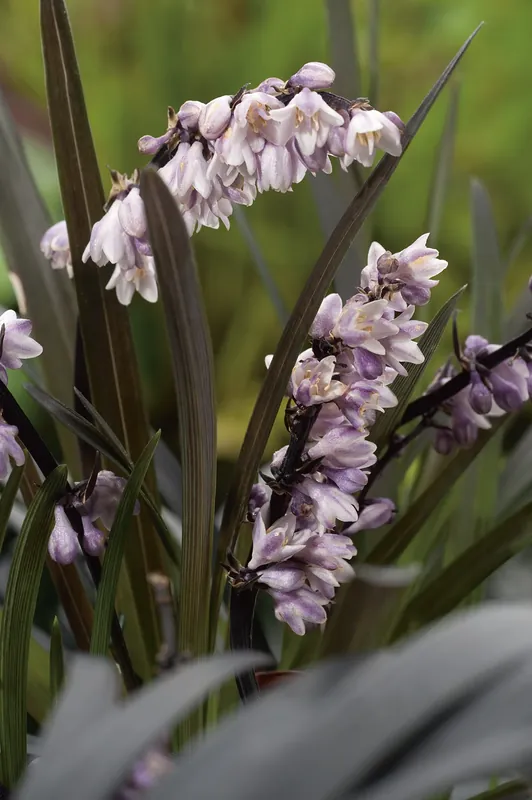 Bästa pris - Ophiopogon planiscapus ‘Niger‘, 2L, 10-pack