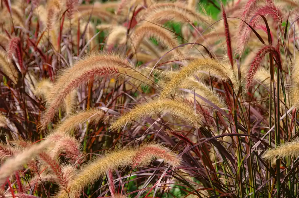 Populärt just nu | Pennisetum setaceum ‘Rubrum‘‘, 2L, 1-pack