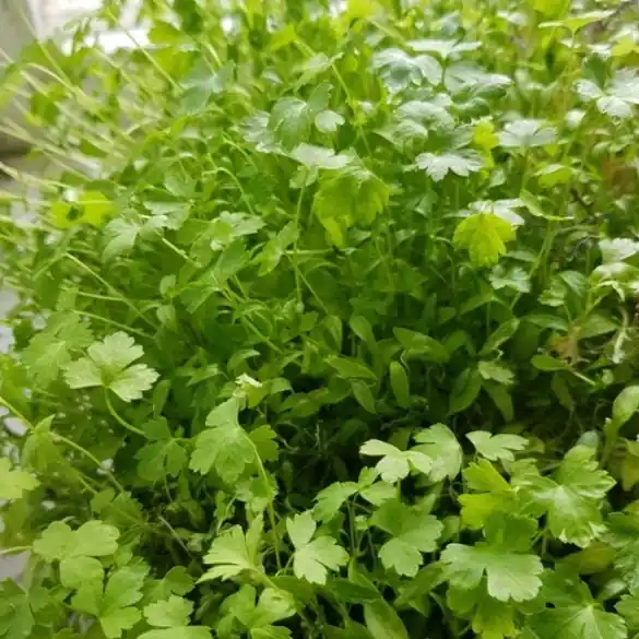 Deal | Sproutly EKO Persiljefrön 40g