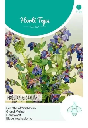 Stor Vaxblomma ‘Pride of Gibraltar‘ | Skaffa nu