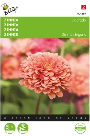 Zinnia ‘Eldorado‘ - Väl omtyckt