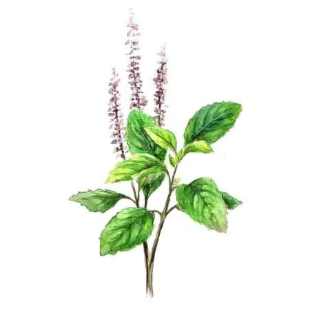 Basilika ‘Helig Tulsi‘ | Bara denna vecka