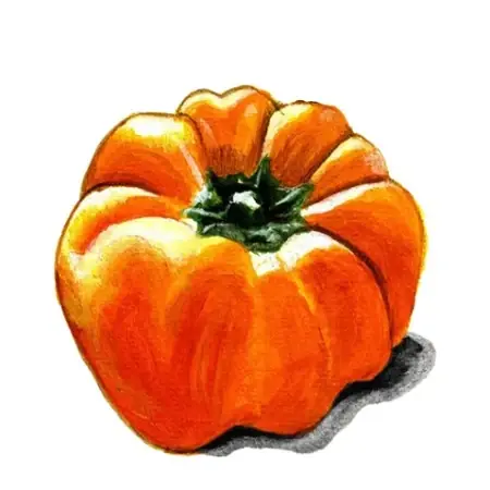 Paprika ‘Cubo Orange‘ | Premium