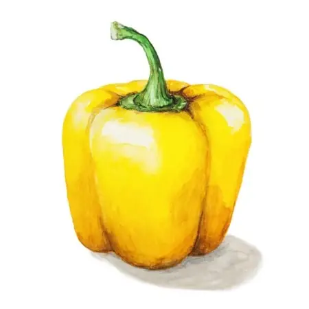 Snart slut - Paprika ‘Cubo Yellow‘