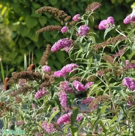 Syrenbuddleja ‘Little Bubblegum‘ 9cm kruka - Professionell kvalitet