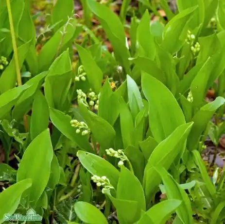Direkt från fabriken - Liljekonvalj ‘Prolificans‘ 12cm kruka