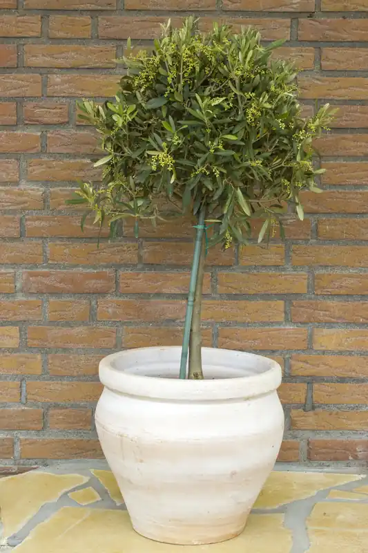 Olea europaea, stam, 95/105 cm | Kampanj